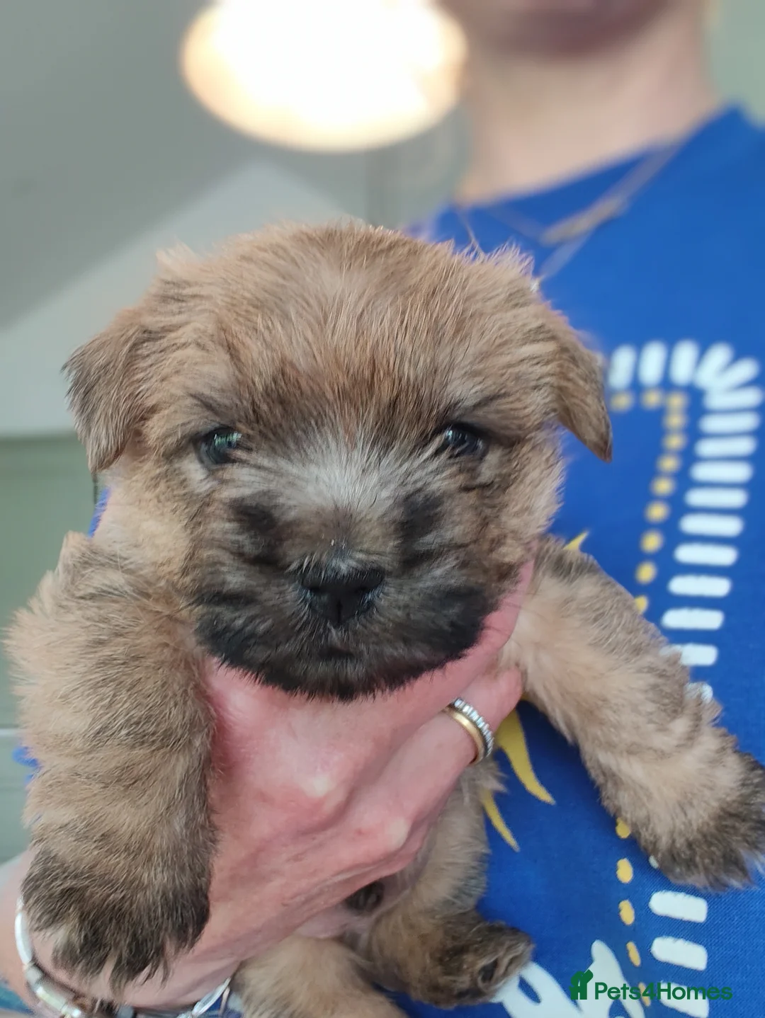 Cairn Terrier dogs for sale: Gorgeous Cairn x Norfolk puppy - Advert 1