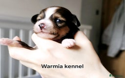 Chinese Crested dogs for sale: Boys £1300, girls £1600 - Image 4