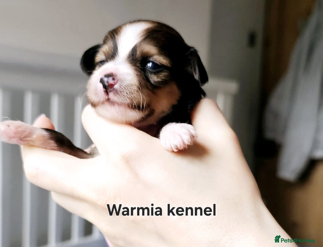 Chinese Crested dogs for sale: Boys £1300, girls £1600 - Image 4