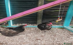 Chickens poultry for sale: Two female chickens  - Advert 3