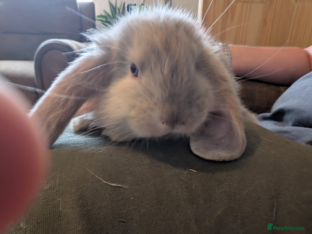 French Lop rabbits for sale: Magpie / Harli french lops  - Image 4