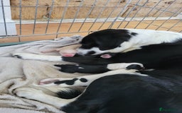 Mixed Breed dogs for sale: Spaniel Collie Cross Puppies  - Image 2