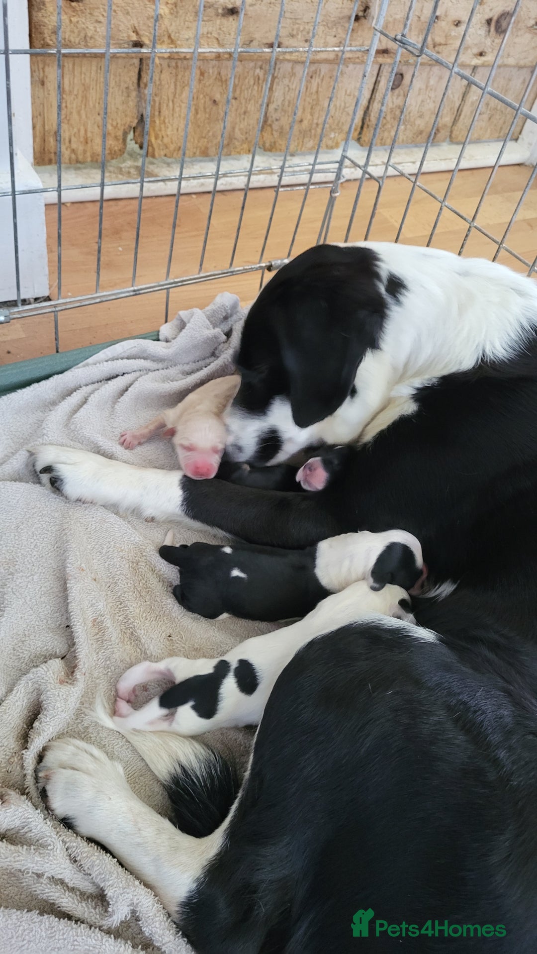Mixed Breed dogs for sale: Spaniel Collie Cross Puppies  - Image 2