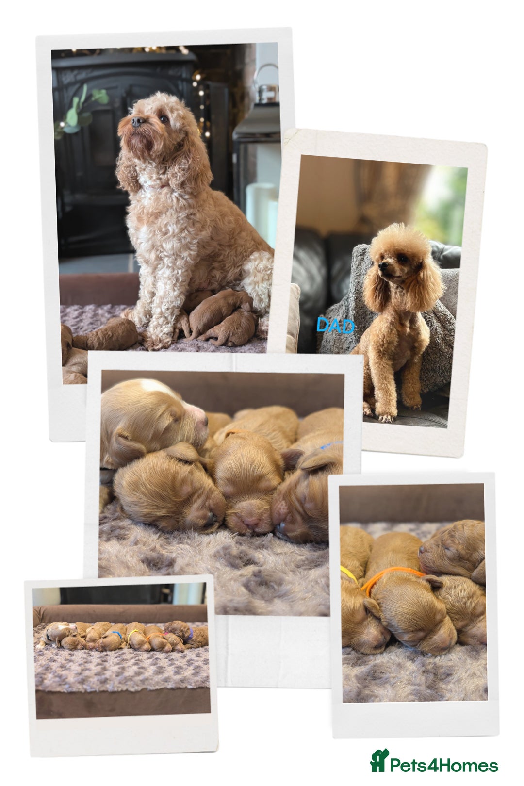 Cavapoo dogs for sale: F1b  adorable cavapoo puppies - Advert 6