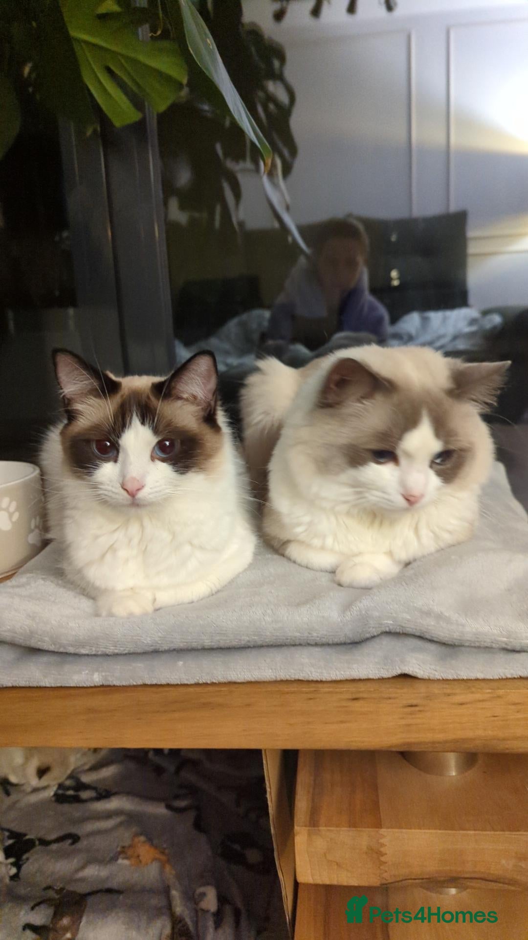 Ragdoll cats Ragdoll cats boy & girl  - Advert 15
