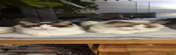 Ragdoll cats for sale: Ragdoll cats boy & girl  - Advert 2