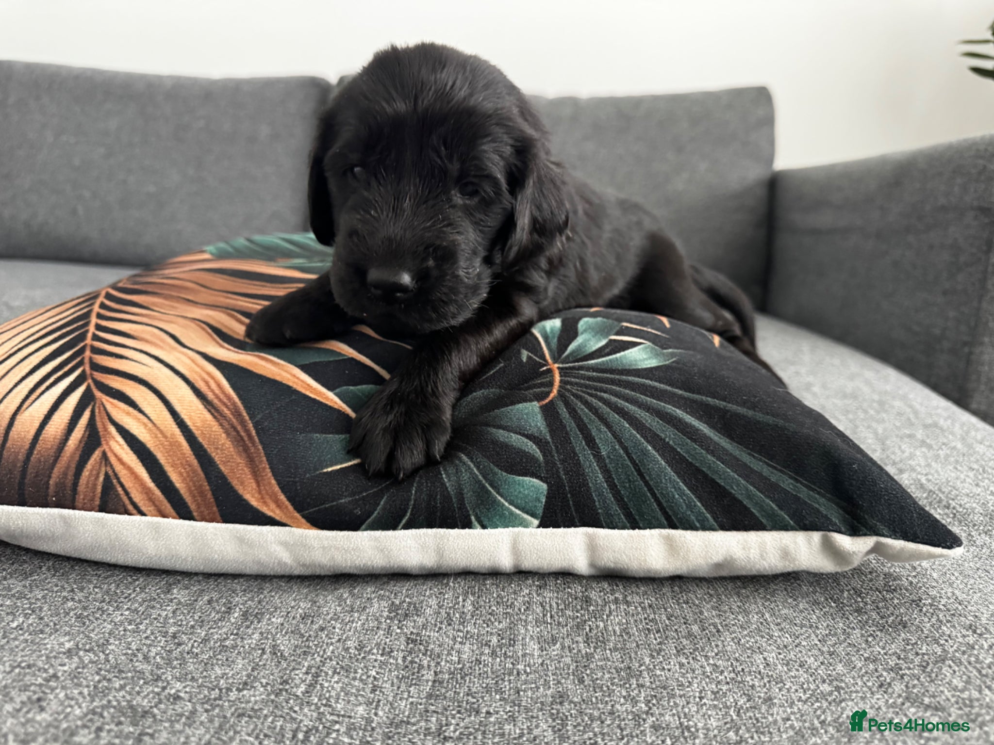 Flat coated Retriever dogs KC Registered Flat Coated Retriever Puppies 🐾 - Advert 1