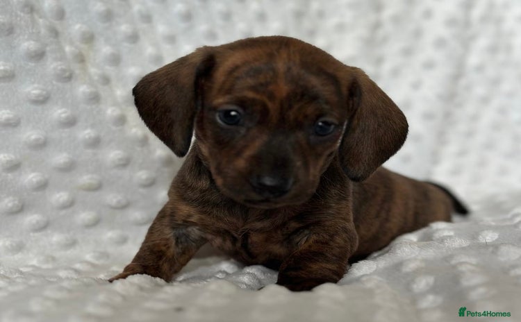 Miniature Dachshund dogs - Advert 8