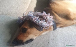 Mixed Breed dogs for sale: Baxter needs loving home  - Image 4