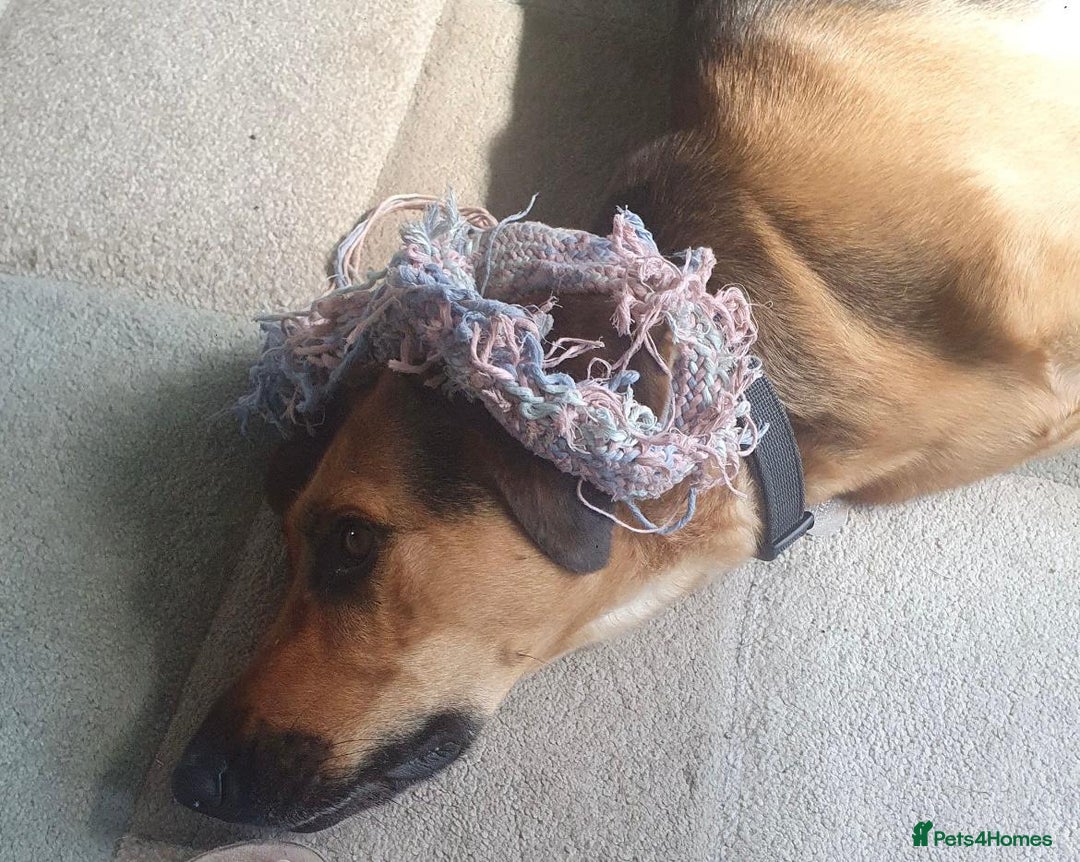 Mixed Breed dogs for sale: Baxter needs loving home  - Image 4