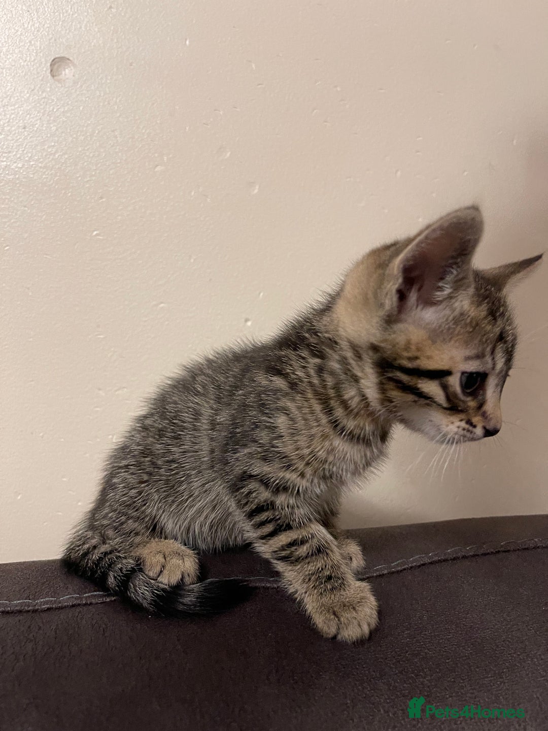 Mixed Breed cats for sale: Bengal mixed kitten  - Advert 11