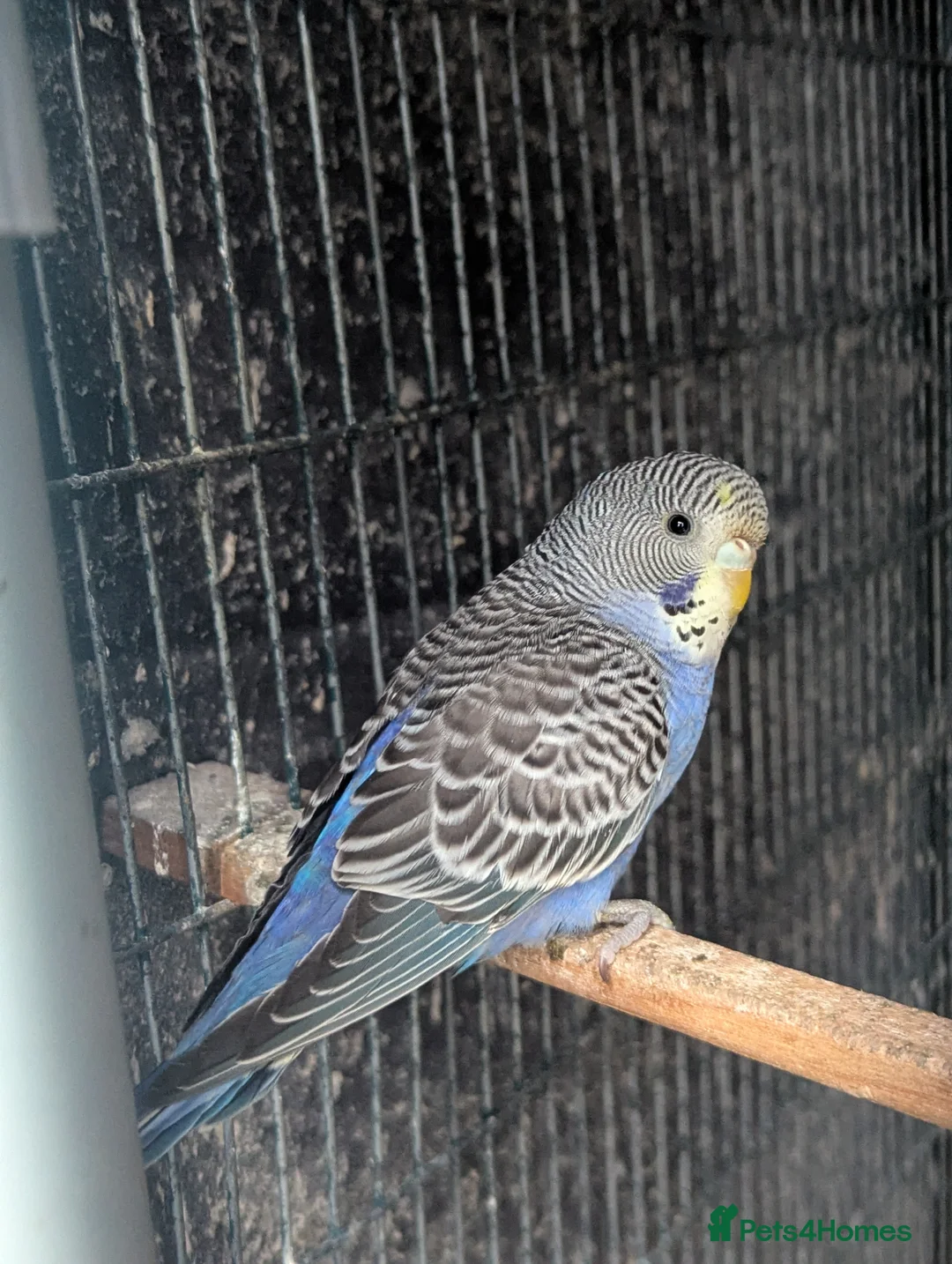 Budgerigars birds for sale: Baby budgies  - Advert 4