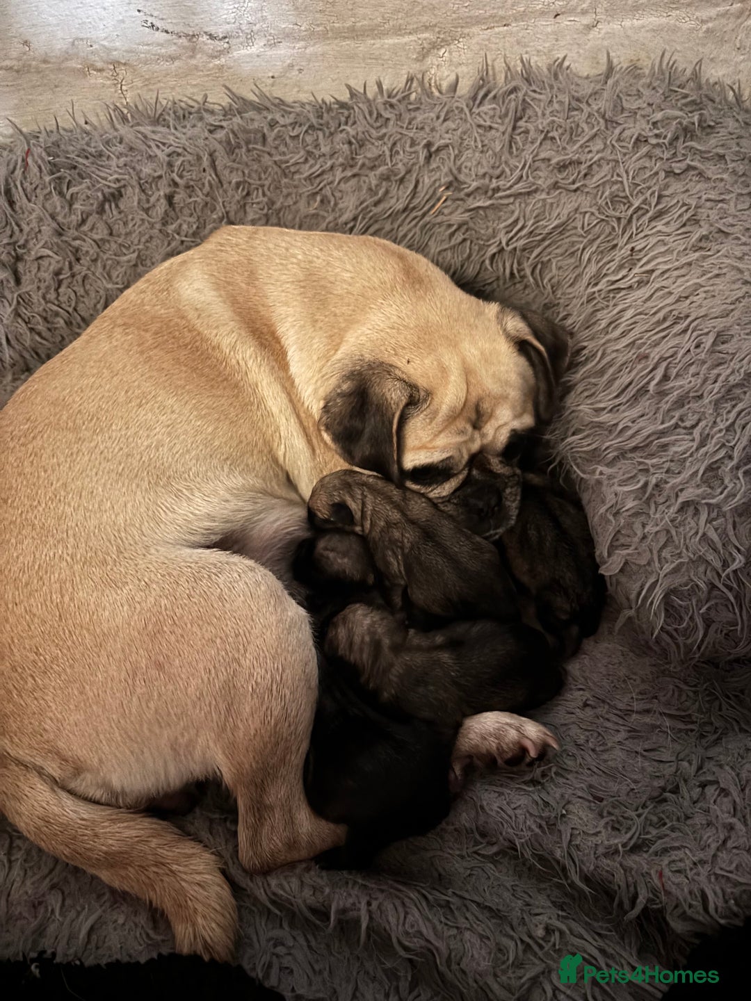 Pug dogs for sale: Pug puppies - Advert 1