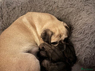 Pug dogs for sale: 6 Beautiful Pug puppies - Advert 1