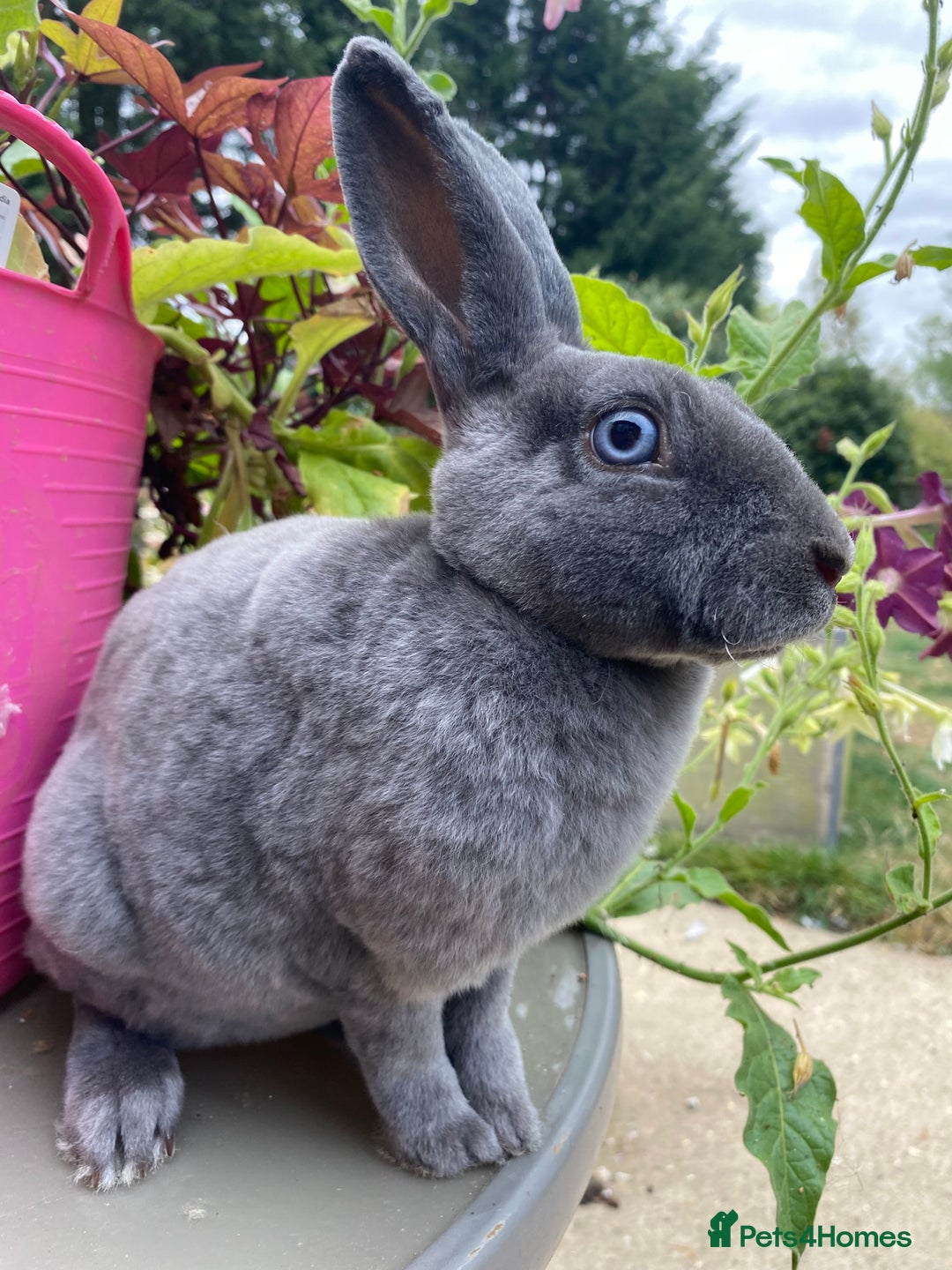 Rex rabbits for sale: Mini Rex -Tricolour Buck and VM Blue Doe - Advert 4