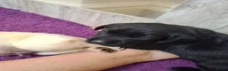 Labrador Retriever dogs for sale: Ready to leave! black KC Labrador Puppies - Advert 22