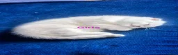 Scottish Fold cats for sale: Cat Scottish fold  - Advert 3