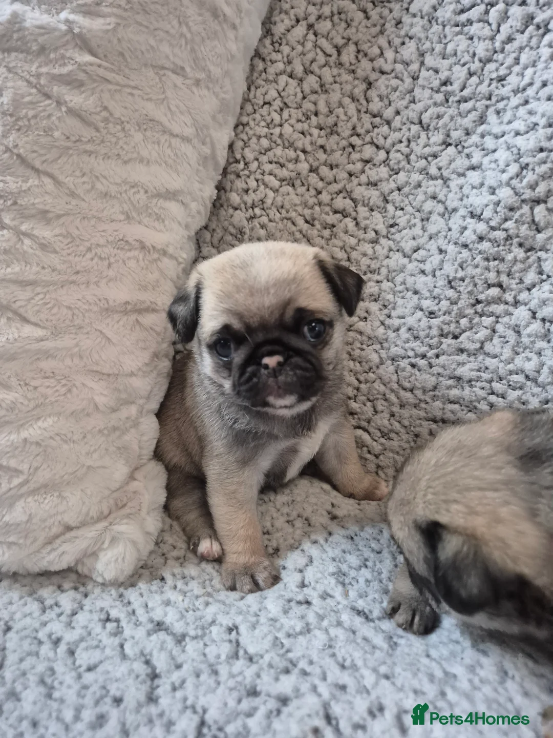 Pug dogs for sale: Two female silver fawn pug puppies for sale - Advert 7