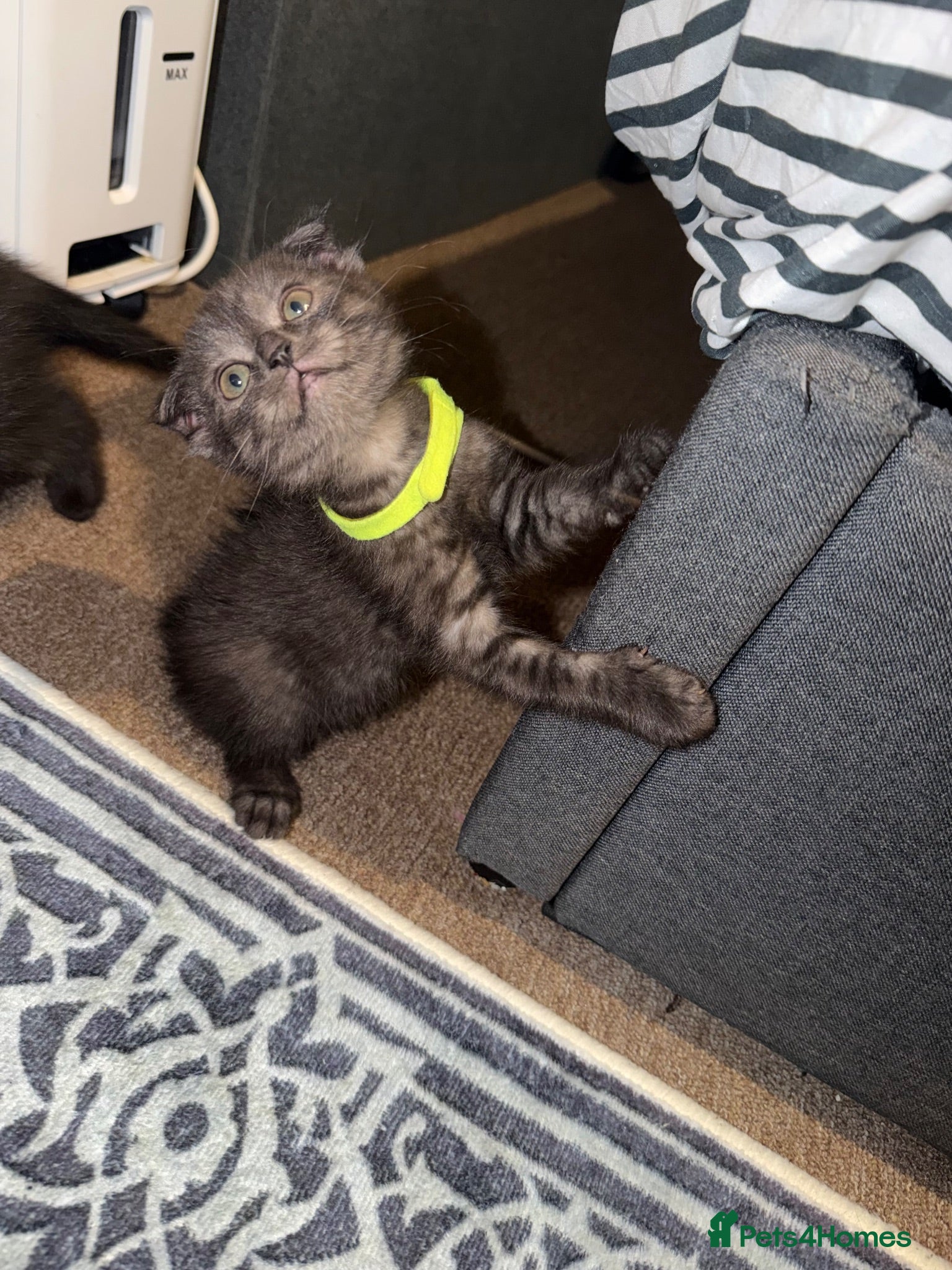 Mixed Breed cats BritishShorthair&ScottishFold Kittens - Advert 17
