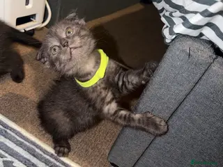 Mixed Breed cats BritishShorthair&ScottishFold Kittens - Advert 17