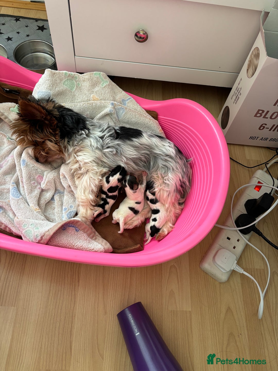 Yorkshire Terrier dogs for sale: Beautiful Yorkshire biewer terrier - Image 8