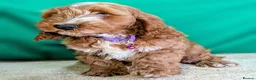 Cockapoo dogs for sale: Fully vaccinated F1 Cockapoo puppies - Advert 10