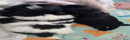 Shih Tzu dogs for sale: Beautiful Shihtzu pups 🐶 - Advert 8