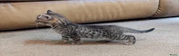 Mixed Breed cats for sale: Gorgeous Bengal X girls in Ellesmere - Advert 11