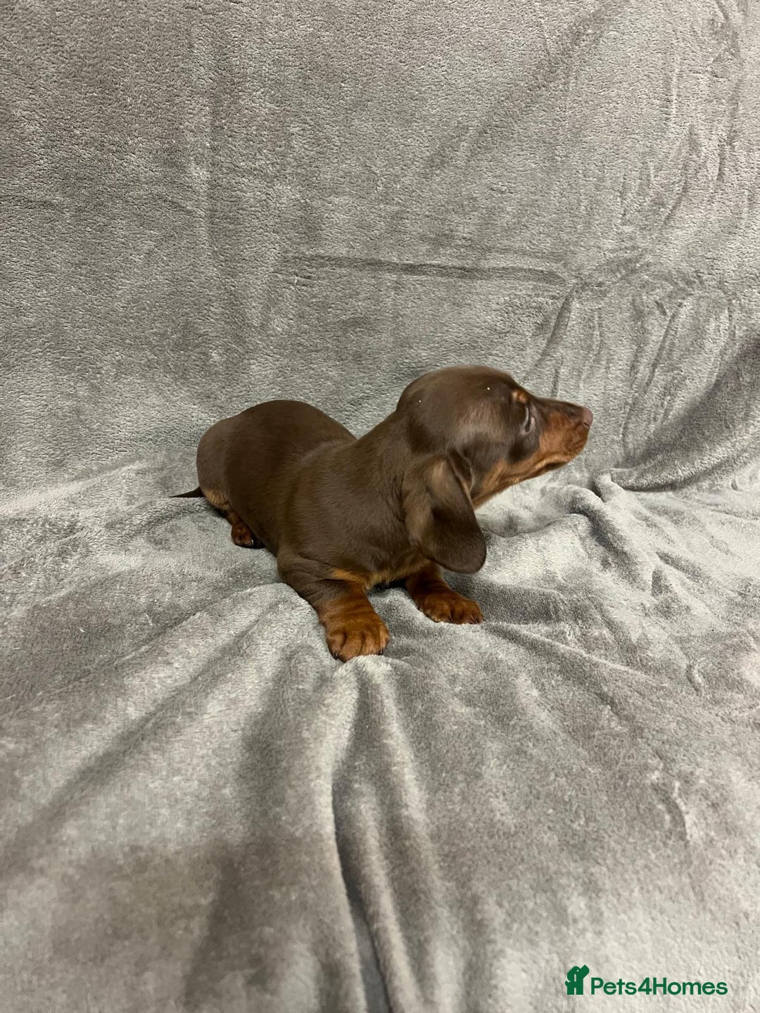Miniature Dachshund dogs for sale: Miniature dachshund  - Advert 3