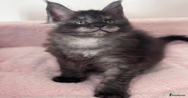 Maine Coon cats - Advert 5