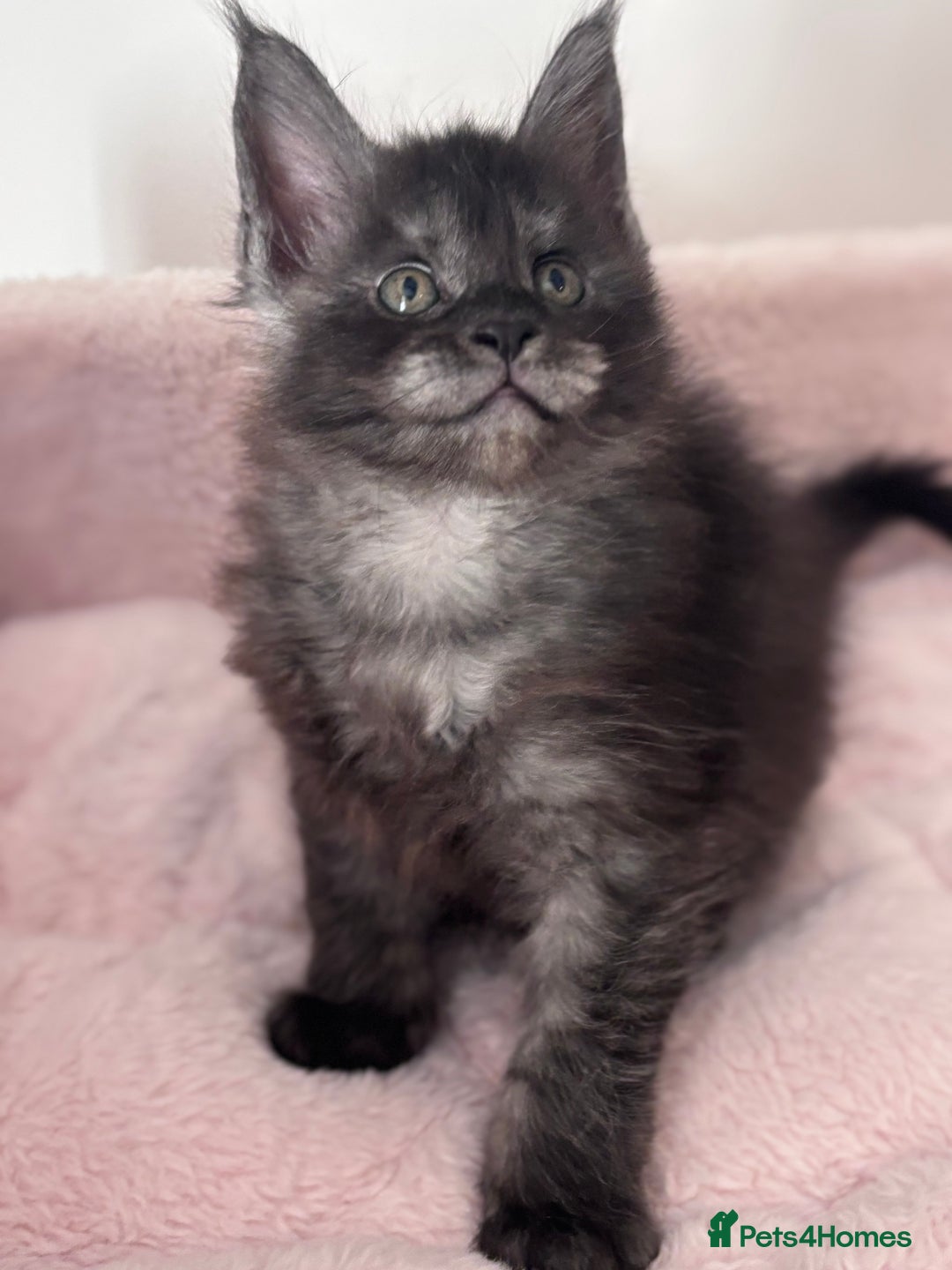 Maine Coon cats for sale: Stunning Maine Coon Kittens  - Image 3