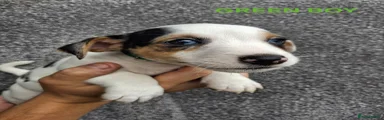Jack Russell 4