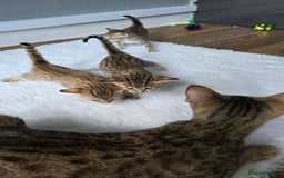 Savannah cats for sale: TICA Registered F8 savannah kittens  - Image 7