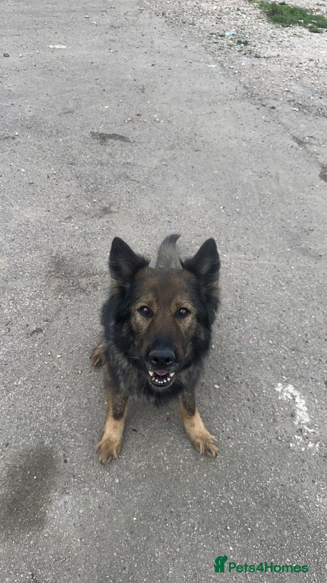 German Shepherd dogs for sale: German shepherd in London - Advert 1