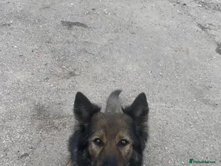 German Shepherd dogs German shepherd - Advert 5