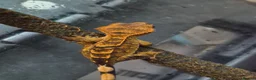 Gecko reptiles for sale: Crested & leopard gecko babies - Advert 10