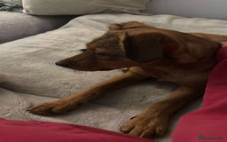 Mixed Breed dogs for adoption: Chase for adoption - Image 2