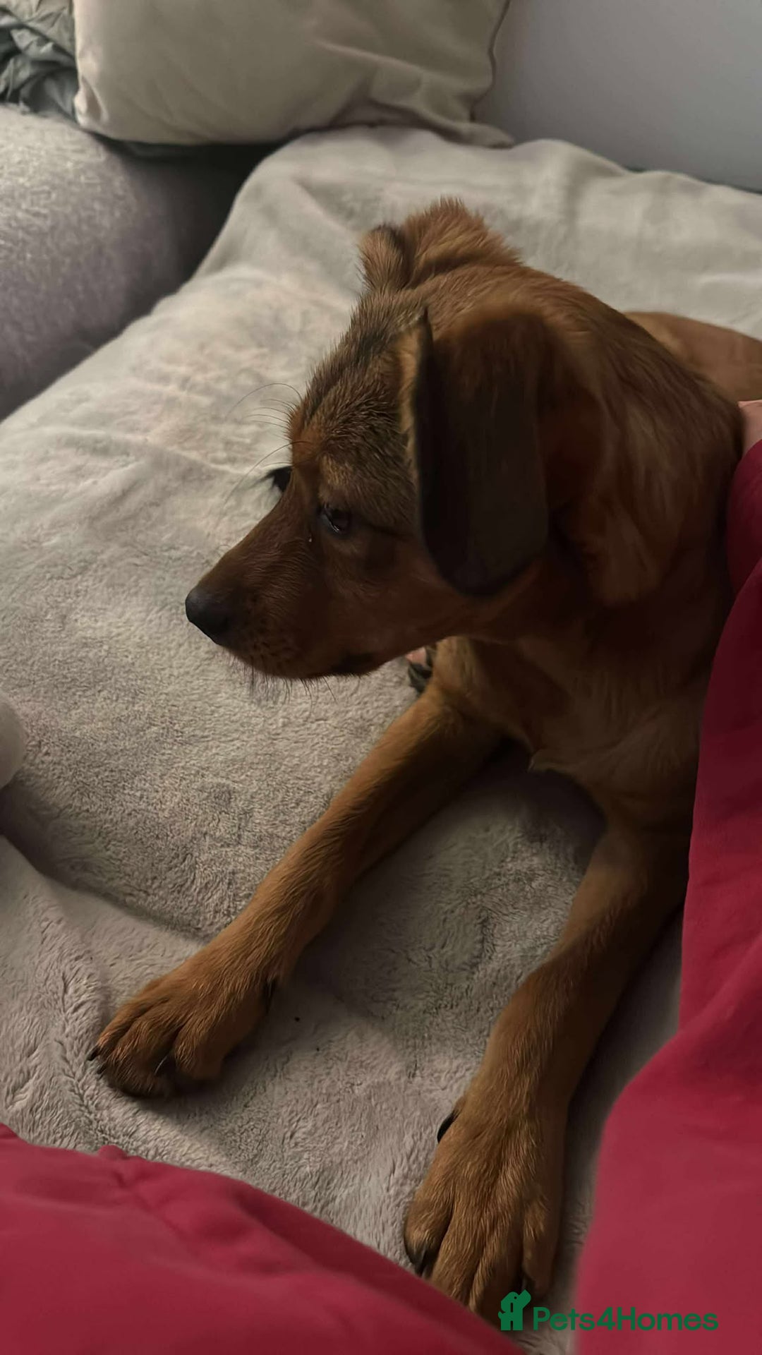 Mixed Breed dogs for adoption: Chase for adoption - Image 2