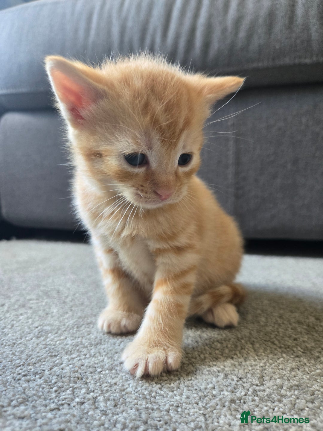 Norwegian Forest Cat cats for sale: Nfc/bsh beautiful mix  - Image 15