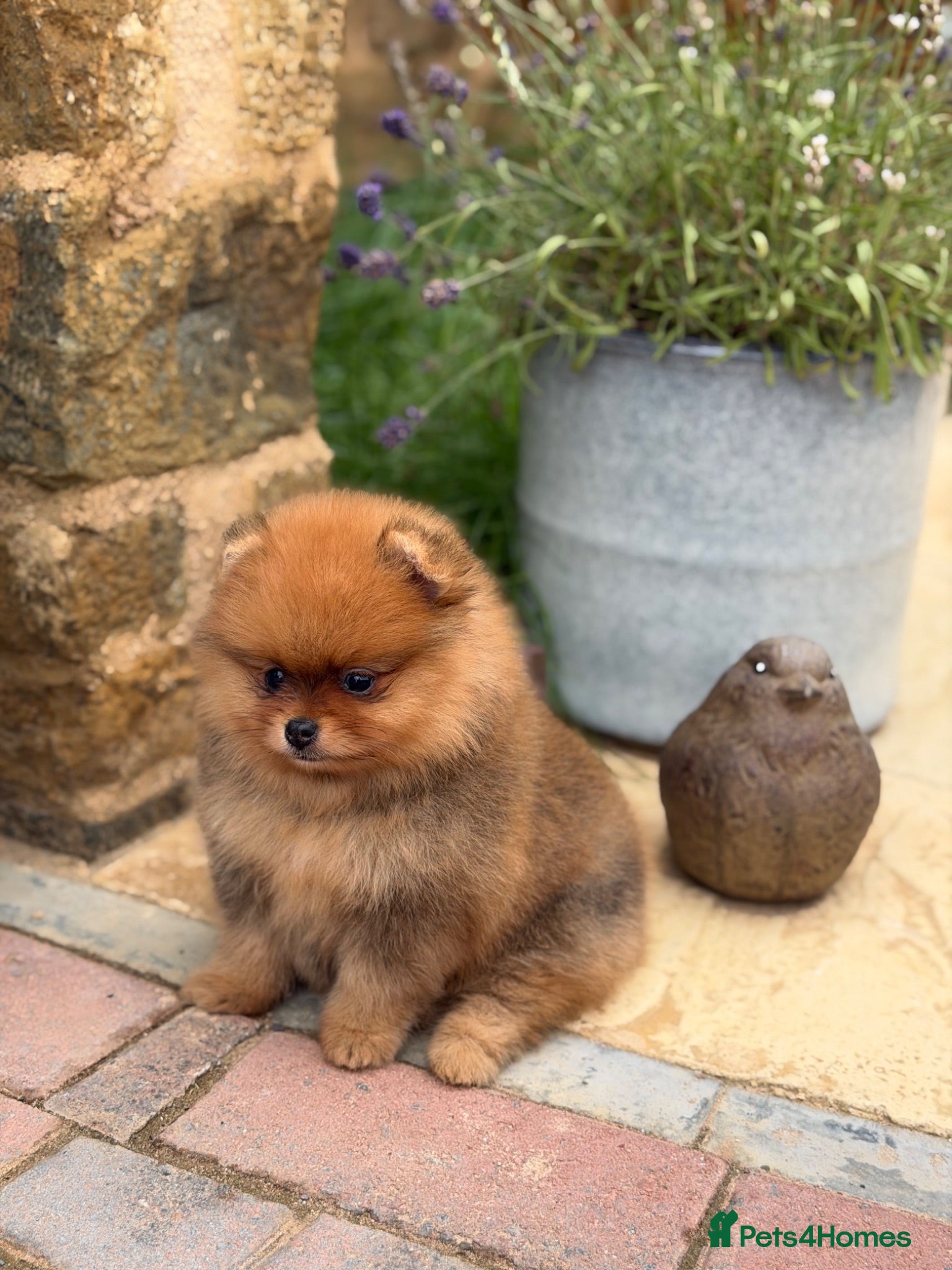 Pomeranian dogs Gorgeous Poms  - Advert 3