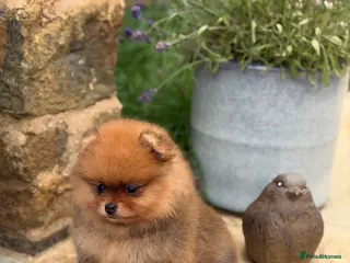 Pomeranian dogs Gorgeous Poms - Advert 1