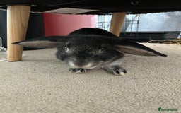 English Lop rabbits for sale: Two domestic lop rabbits - Image 3