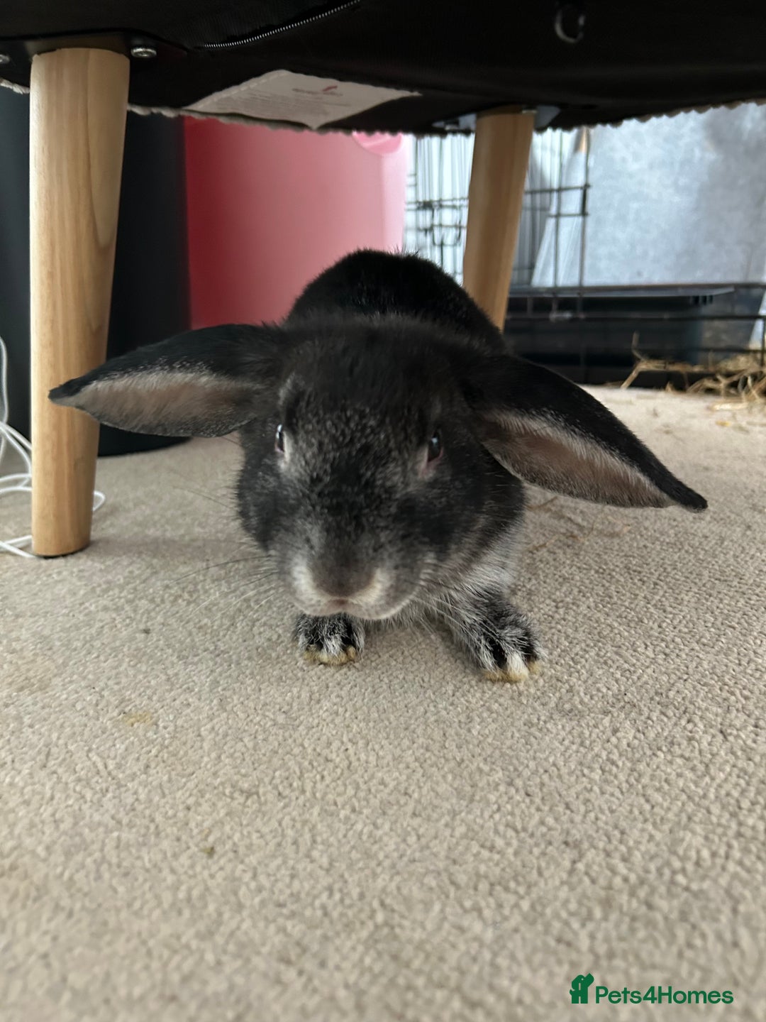 English Lop rabbits for sale: Two domestic lop rabbits - Image 3