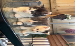 Mixed Breed cats for sale: GORGEOUS LONGHAIRED KITTENS FOR SALE!! - Image 1