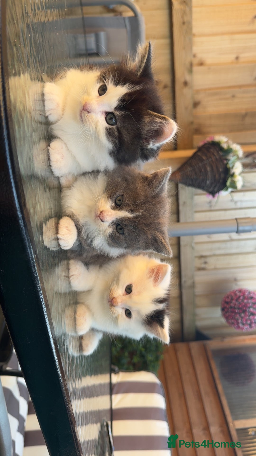Mixed Breed cats for sale: GORGEOUS LONGHAIRED KITTENS FOR SALE!! - Image 1