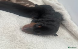 Miniature Dachshund dogs for sale: Miniature daschunds   - Image 7