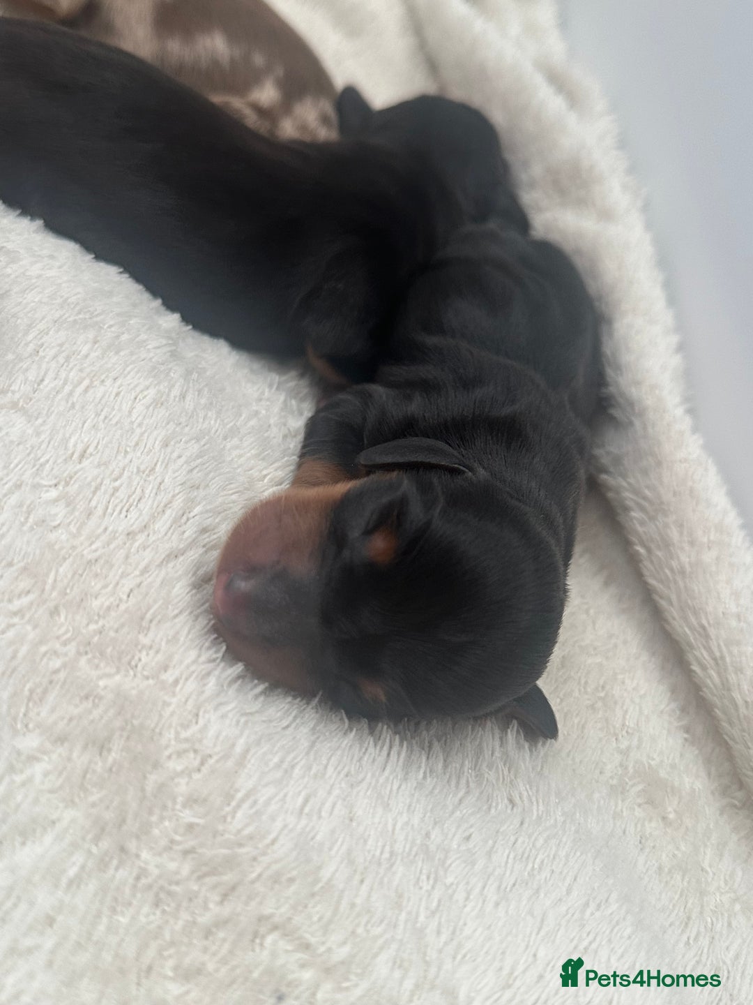 Miniature Dachshund dogs for sale: Miniature daschunds   - Image 7