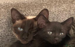 Bengal cats for sale: Bengal and black kittens - Image 2