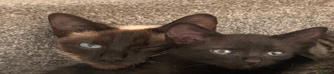 Male black kitten