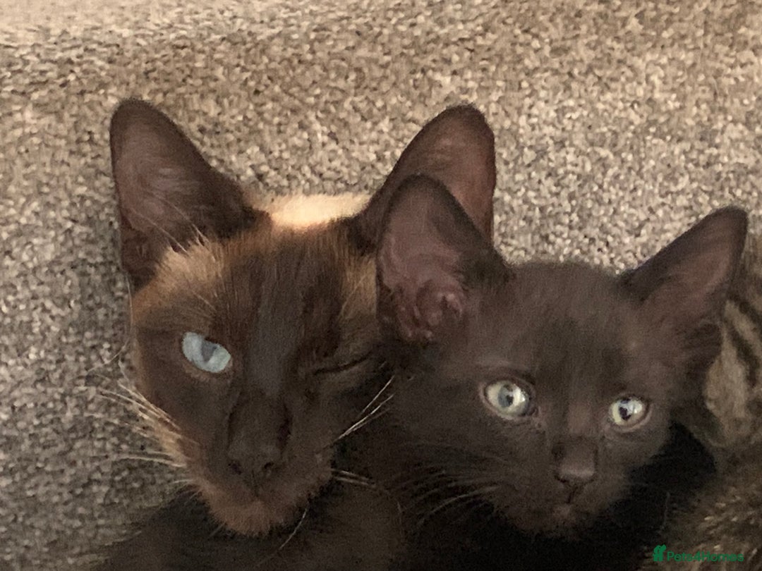Bengal cats for sale: Bengal and black kittens - Image 2